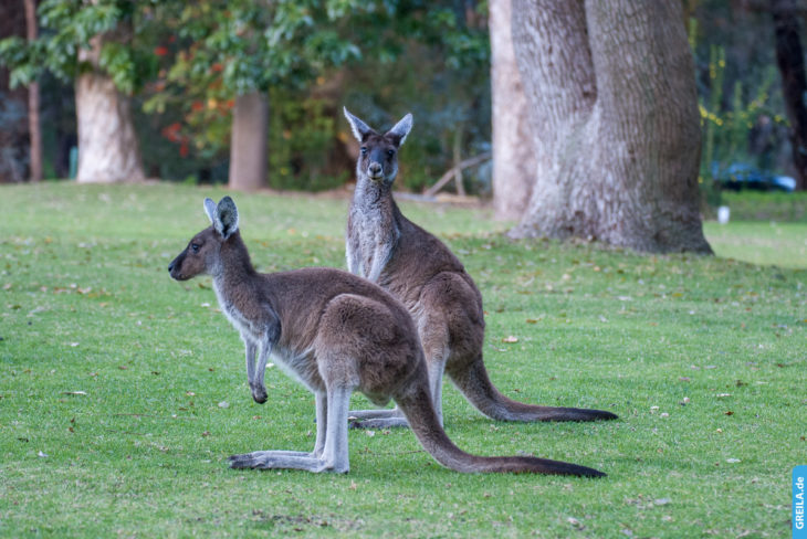Australien, 2014