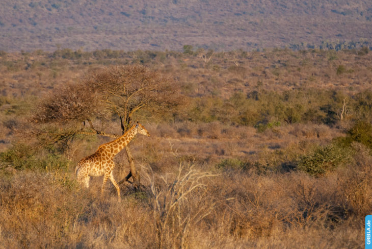 Südafrika, 2013