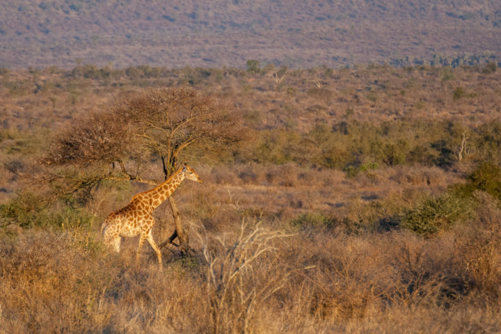 Südafrika, 2013