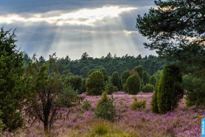 Lüneburger Heide Landschaft