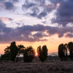 Lüneburger Heide Wacholder
