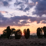 Lüneburger Heide Wacholder