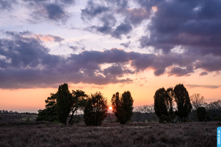 Lüneburger Heide Wacholder